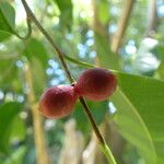 Ficus benjamina Meyve