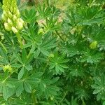 Lupinus arboreus Foglia