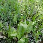 Ophioglossum vulgatum Blad