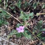 Erodium lebelii ഇല