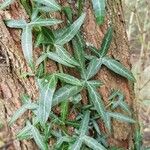 Hedera nepalensis Deilen