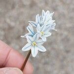 Puschkinia scilloides Kwiat