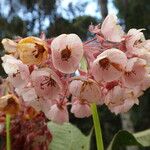 Dombeya antsianakensis Flower