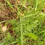 Seseli peucedanoides Hoja