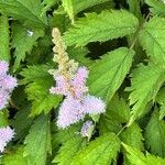 Astilbe rubra 葉