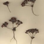Androsace maxima Libunga