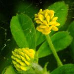 Medicago lupulina Blüte