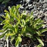 Aster alpinus ശീലം