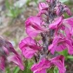 Pedicularis rostratospicata 花