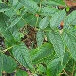 Fraxinus nigra Feuille