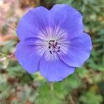 Geranium platypetalumFiore