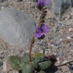 Phacelia calthifolia Habitatea