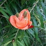 Freycinetia cumingiana Flor