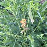 Crotalaria goreensis Habit