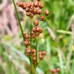 Juncus compressus Цвят