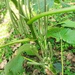 Piper umbellatum Fruit