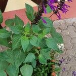Salvia farinacea Habit