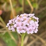 Achillea millefolium 花