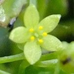 Rubia fruticosa Otro