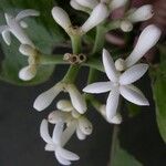 Psychotria frondosa