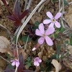 Saponaria ocymoides عادت داشتن