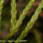 Lycopodium × zeilleri Muu