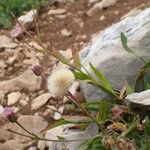 Erigeron alpinus অভ্যাস