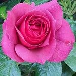 Rosa × odorataFlower
