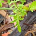 Valeriana dentata पत्ता