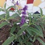 Salvia leucantha फूल