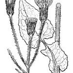 Crepis lampsanoides Mosusu