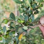 Leptospermum laevigatum Frukt