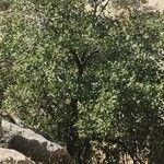Quercus brantii Hábito