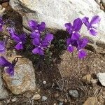 Viola corsica 花