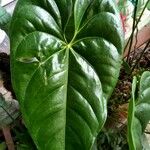 Anthurium nymphaeifolium Blad