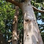 Ficus variegata Bark