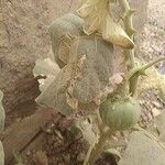 Solanum incanum Gyümölcs