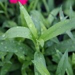 Dianthus spp. Blad