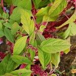 Amaranthus caudatus Folha