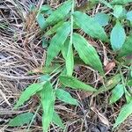 Oplismenus compositus Leaf