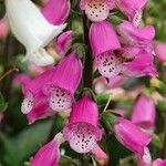 Digitalis thapsi Kwiat