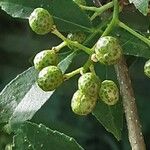 Zanthoxylum bungeanum 果実