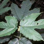 Bagassa guianensis Folla