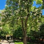 Catalpa speciosa 花