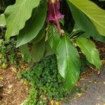 Iochroma cyaneum Blad