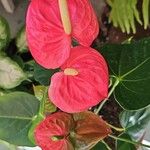 Anthurium scherzerianumCvet