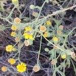 Senecio viscosusBloem