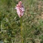 Bistorta officinalis Кветка