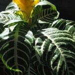 Aphelandra squarrosaFolha