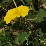 Camonea umbellata Fiore